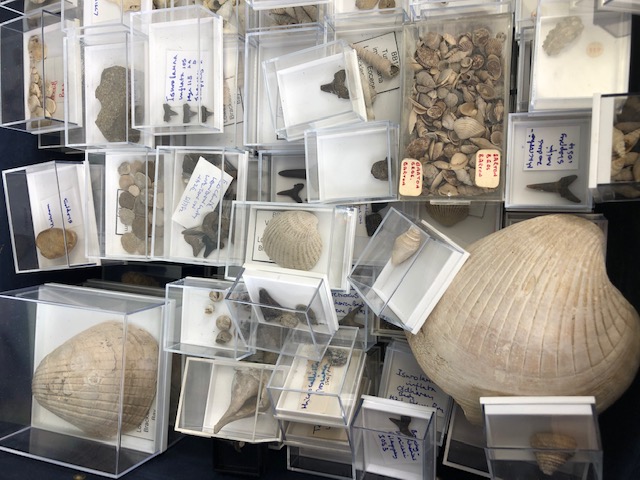 Fossil interest, a quantity of sea related fossils to include a variety of fossil shells in - Image 2 of 14