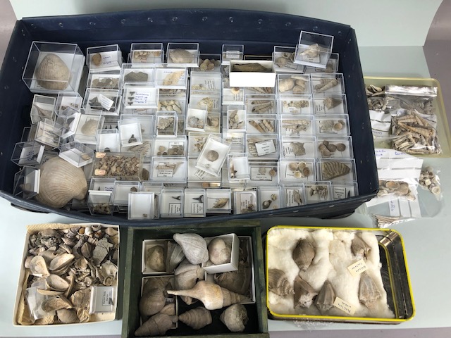 Fossil interest, a quantity of sea related fossils to include a variety of fossil shells in
