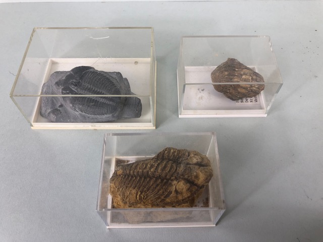 Fossil Geology Interest, a collection of Ammonites and trilobite specimens from the local area, - Image 12 of 12