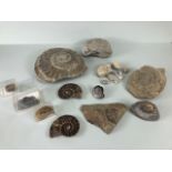 Fossil Geology Interest, a collection of Ammonites and trilobite specimens from the local area,