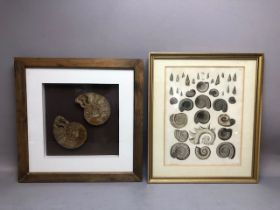 Decorator interest, Framed Victorian book plate engraving of Ammonites, by D Kay, and a framed