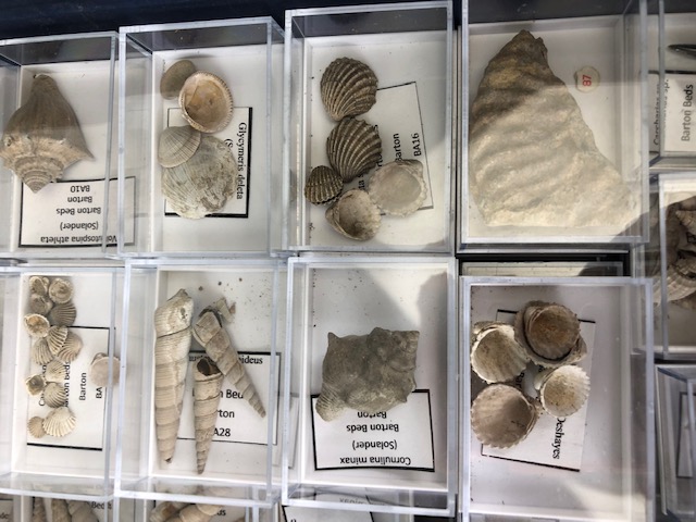 Fossil interest, a quantity of sea related fossils to include a variety of fossil shells in - Image 7 of 14