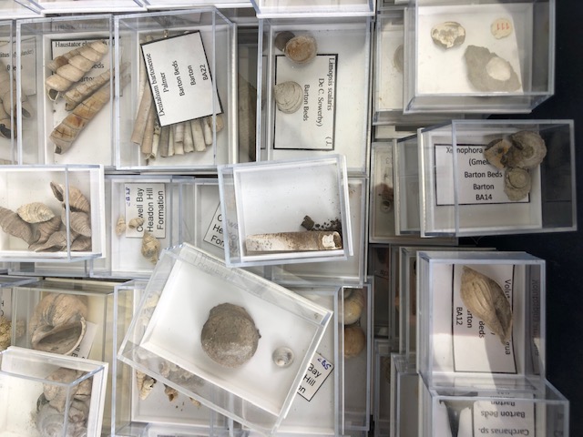 Fossil interest, a quantity of sea related fossils to include a variety of fossil shells in - Image 9 of 14