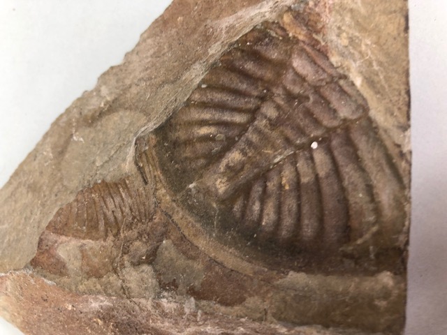 Fossil Geology Interest, a collection of Ammonites and trilobite specimens from the local area, - Image 10 of 12