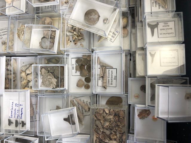Fossil interest, a quantity of sea related fossils to include a variety of fossil shells in - Image 3 of 14