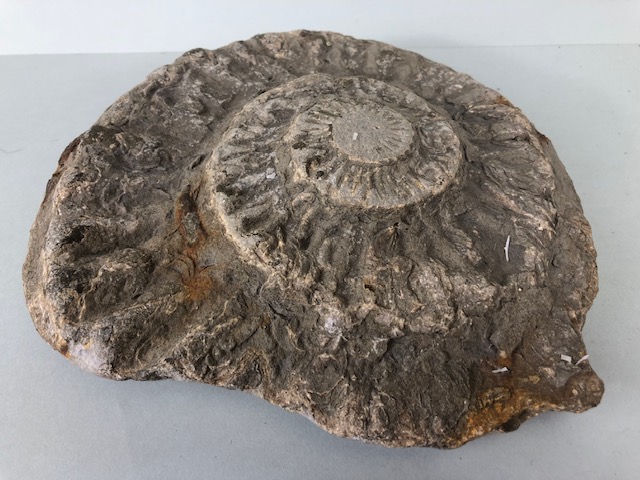 Fossil Geology Interest, a collection of Ammonites and trilobite specimens from the local area, - Image 11 of 12