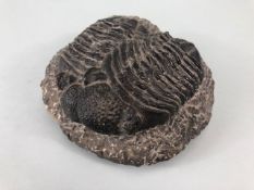 Fossil geology interest, a rare large twin specimen of Phacops Trilobites each approximately 12cm