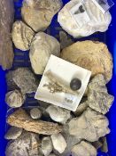 Fossil, geological interest, a collection of larger display sea related specimens , include large