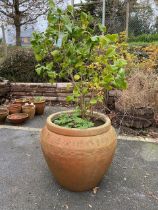 Large circular terracotta style garden pot, approx 52cm tall, with contents