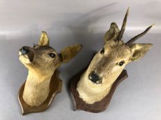 Taxidermy interest, pair of taxidermy Roe dear heads mounted on wooden shields , the male with