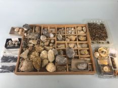 Fossil, Geological interest. a collection of sea related fossils to include shells, shark teeth