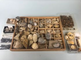 Fossil, Geological interest. a collection of sea related fossils to include shells, shark teeth