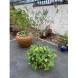 Terracotta pot containing an olive tree, total height approx 120cm