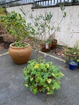 Terracotta pot containing an olive tree, total height approx 120cm