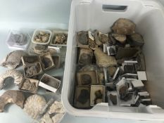 Fossil, Geology interest, Quantity of Fossils to include trilobites, Ammonites, corals, shells, etc,