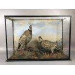 Taxidermy interest , display case containing a brace of Red Leg Partridge in a Moreland setting