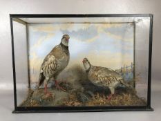 Taxidermy interest , display case containing a brace of Red Leg Partridge in a Moreland setting