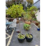 Pair of bay trees in matching ceramic pots, total height approx 170cm