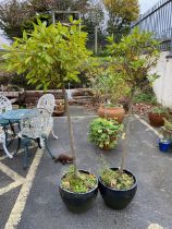 Pair of bay trees in matching ceramic pots, total height approx 170cm