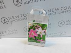 1 LONGFIELD GARDENS BULBS 16 LILIUM BRASILIA RRP Â£19.99