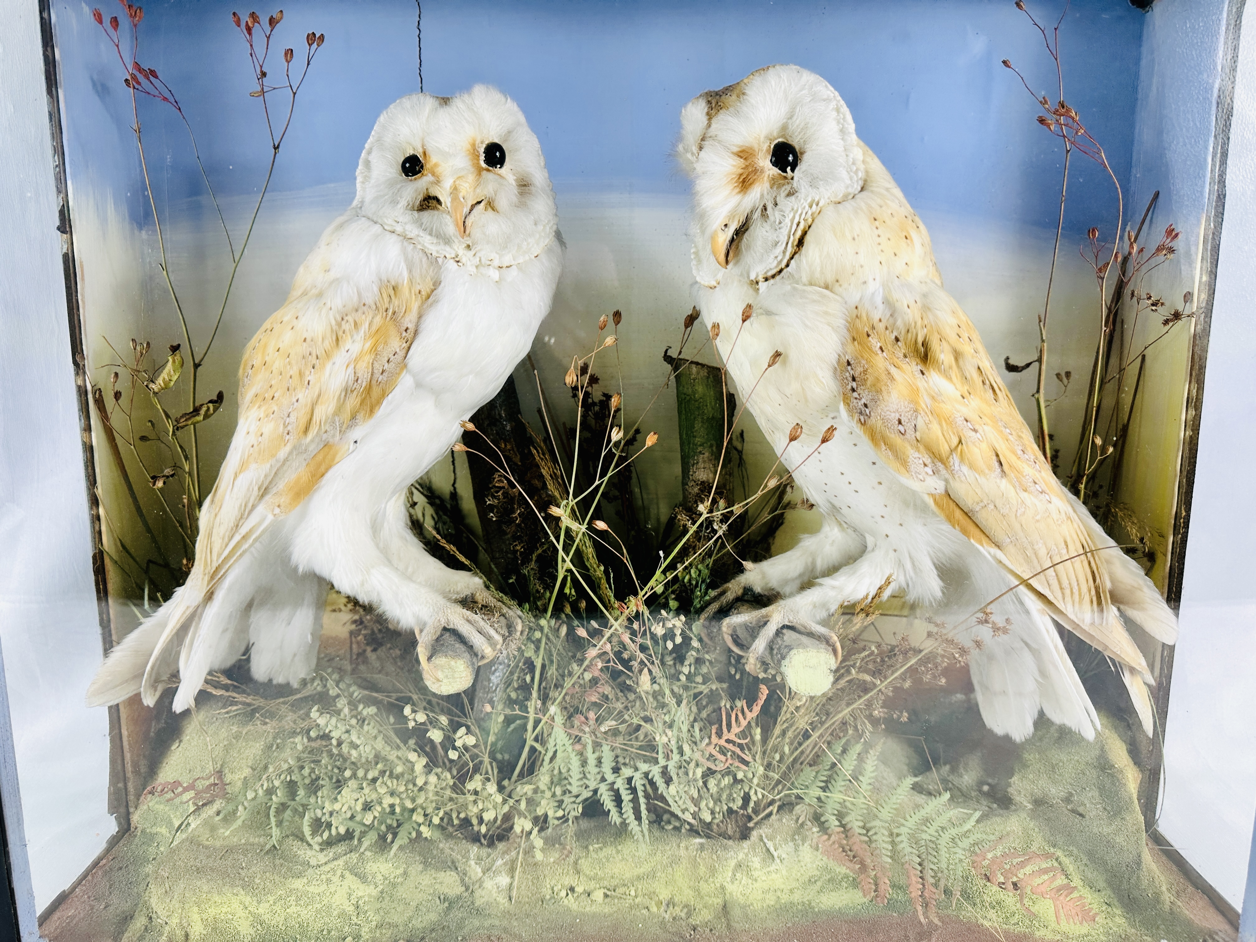 Two Victorian taxidermy barn owls - Image 4 of 4