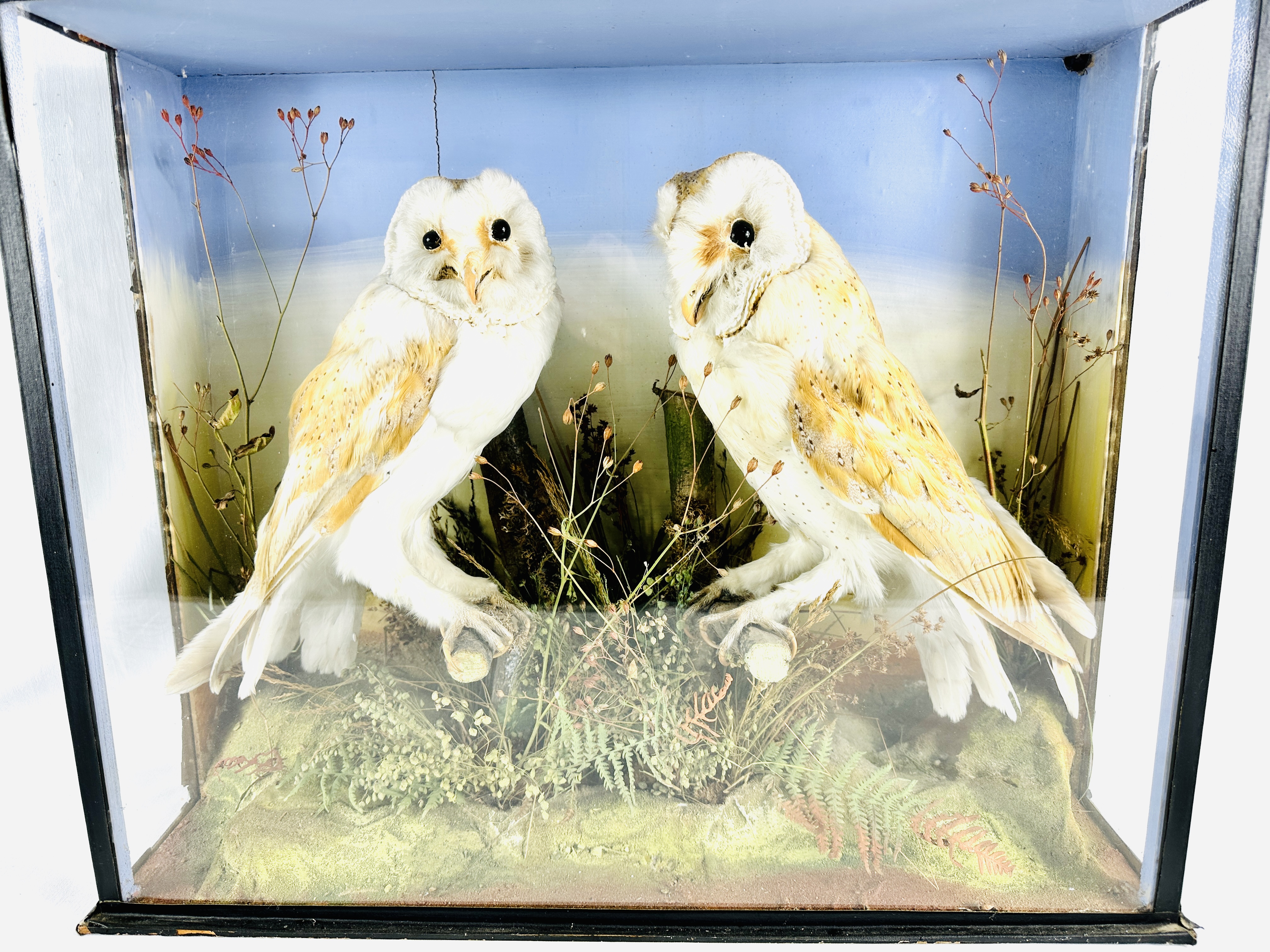 Two Victorian taxidermy barn owls