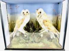 Two Victorian taxidermy barn owls