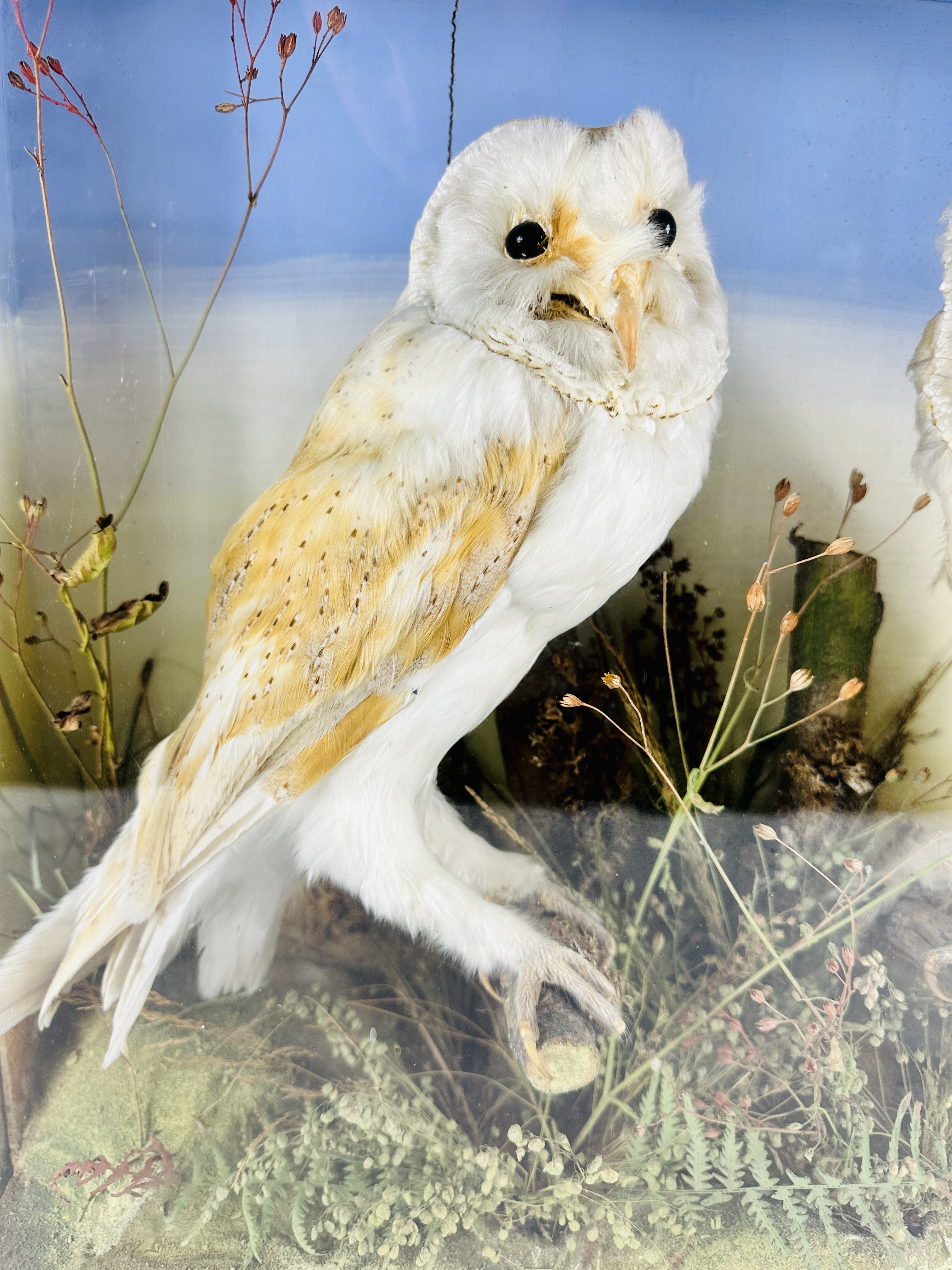 Two Victorian taxidermy barn owls - Image 2 of 4