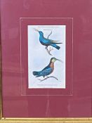 Two framed and glazed prints of hummingbirds