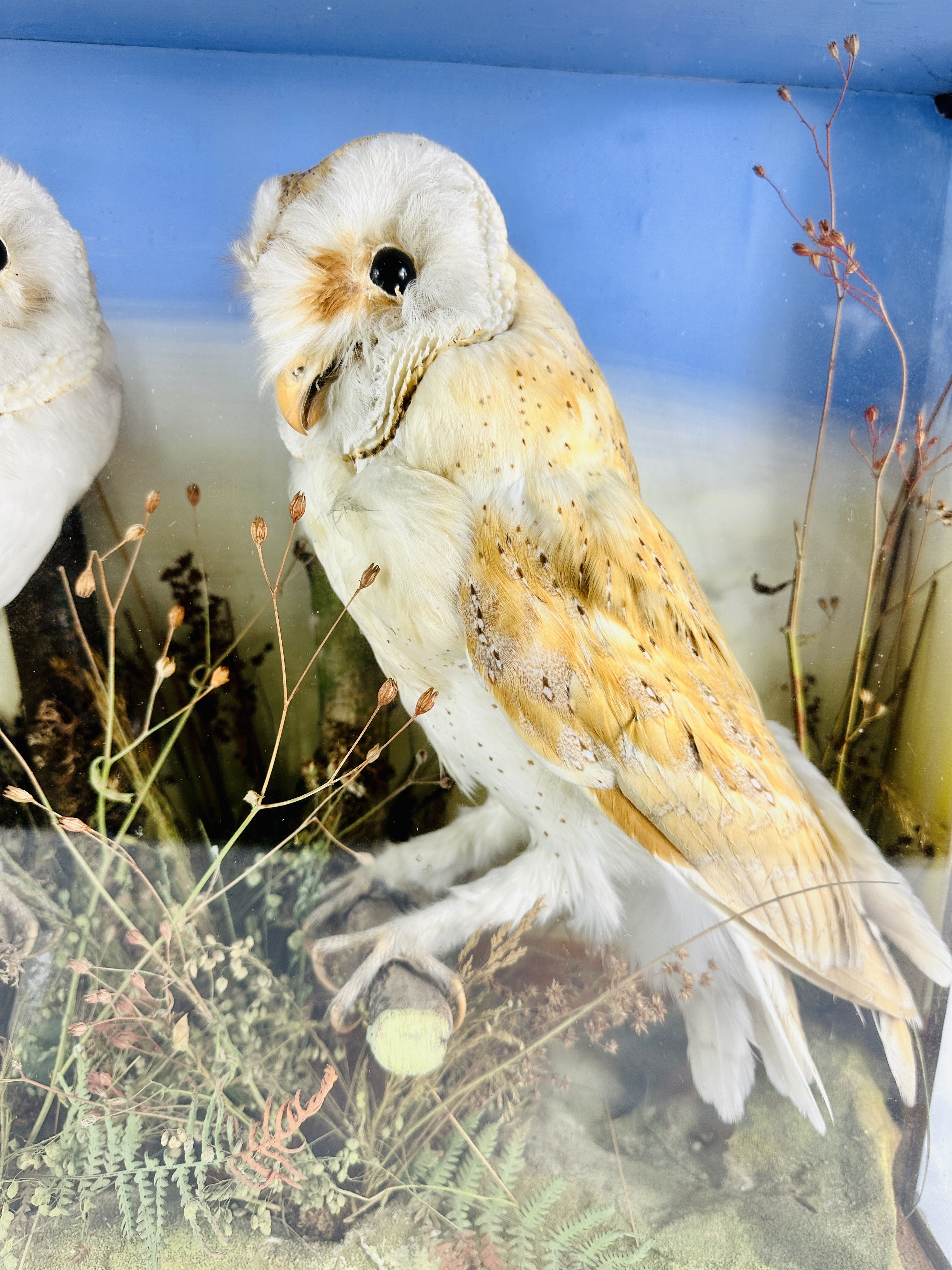 Two Victorian taxidermy barn owls - Image 3 of 4