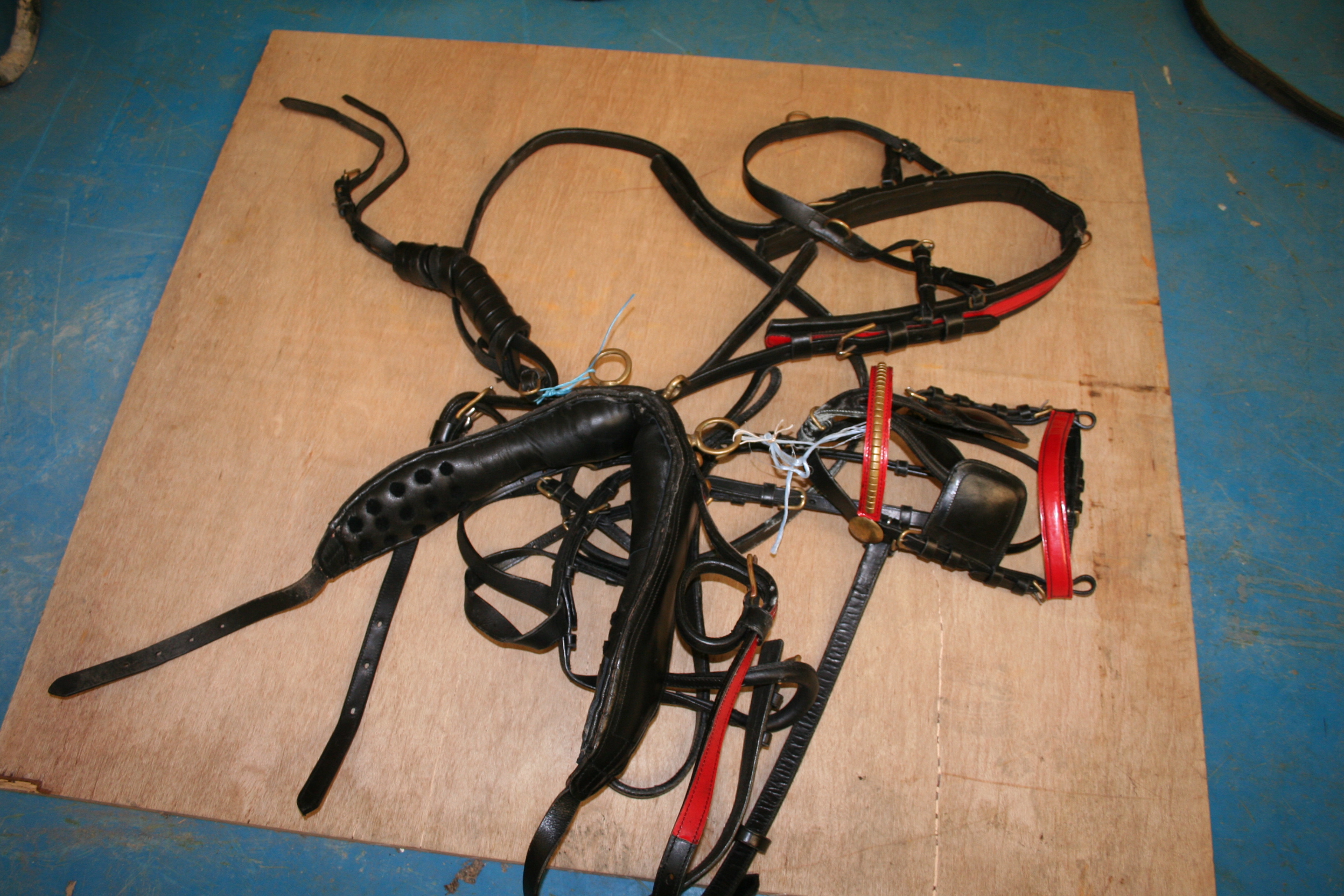 Black pony harness with red trim.