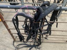 Set of cob size Tedex harness with black webbing.