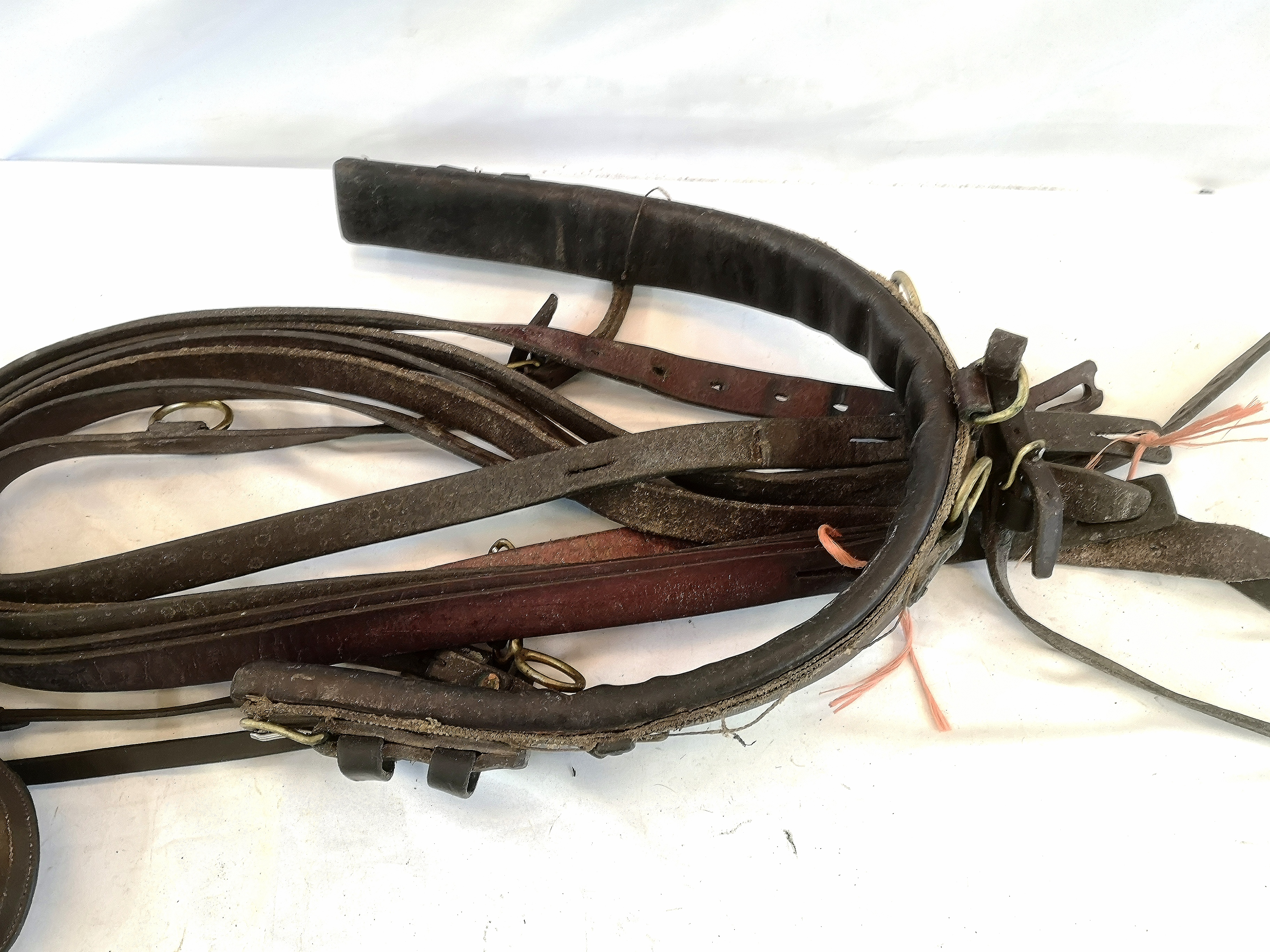 Set of buffalo harness to fit 13.2hh pony, with 2 bridles and 2 pairs of traces - Image 3 of 3