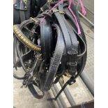 Set of black/brass pony breastcollar harness