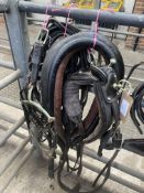 Set of black/white metal pony collar harness