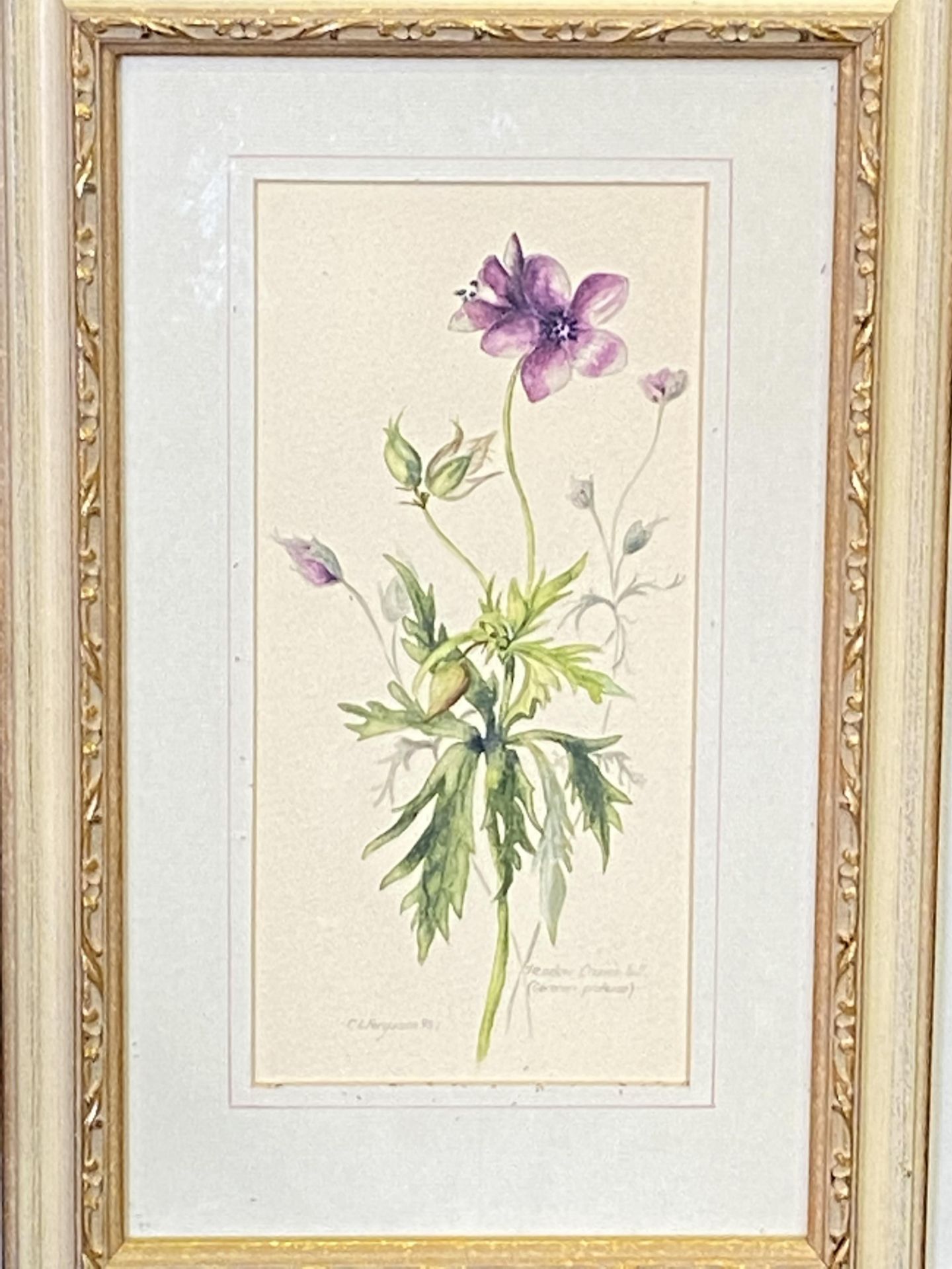 Two framed and glazed watercolours of flowers