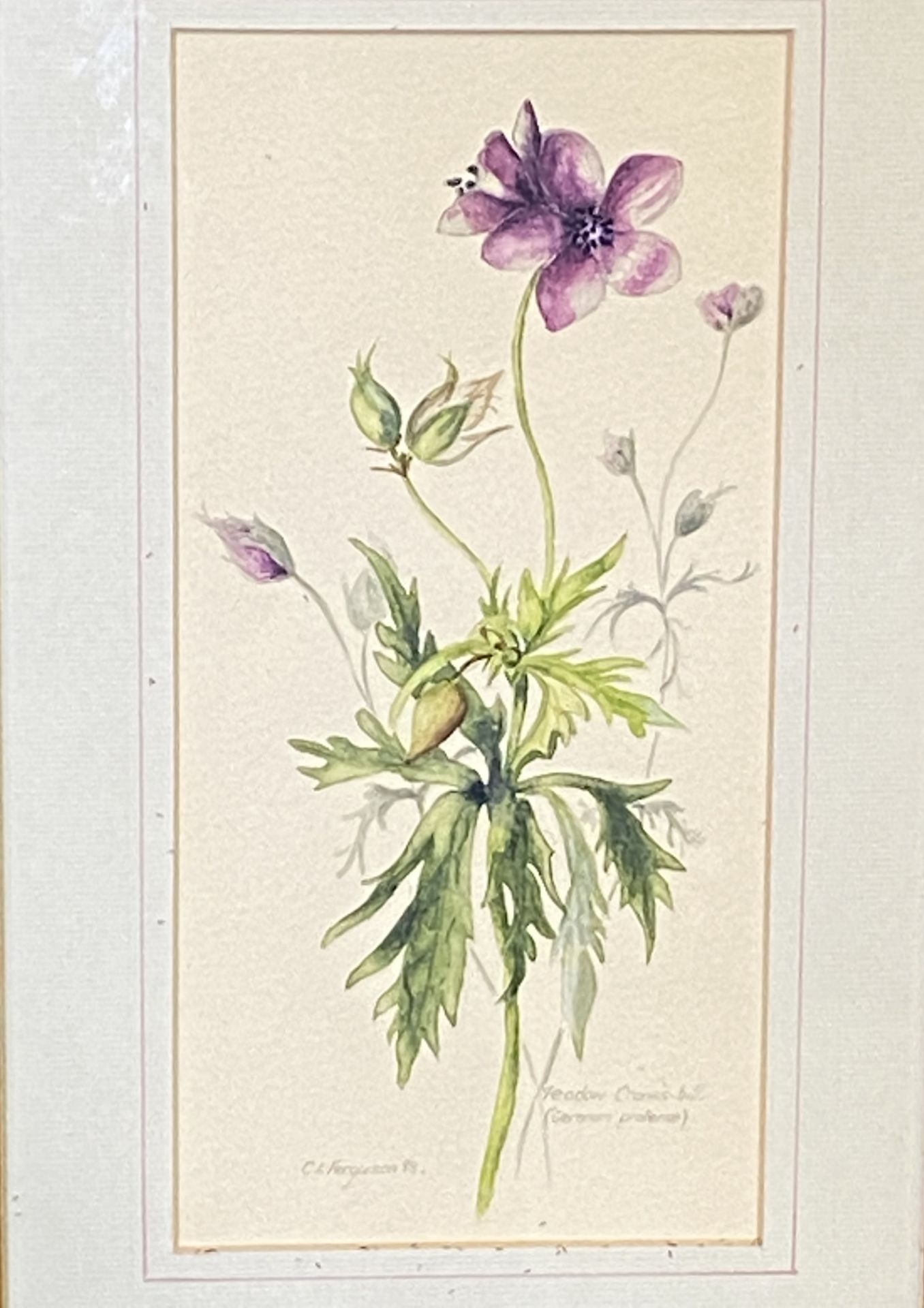 Two framed and glazed watercolours of flowers - Image 2 of 3