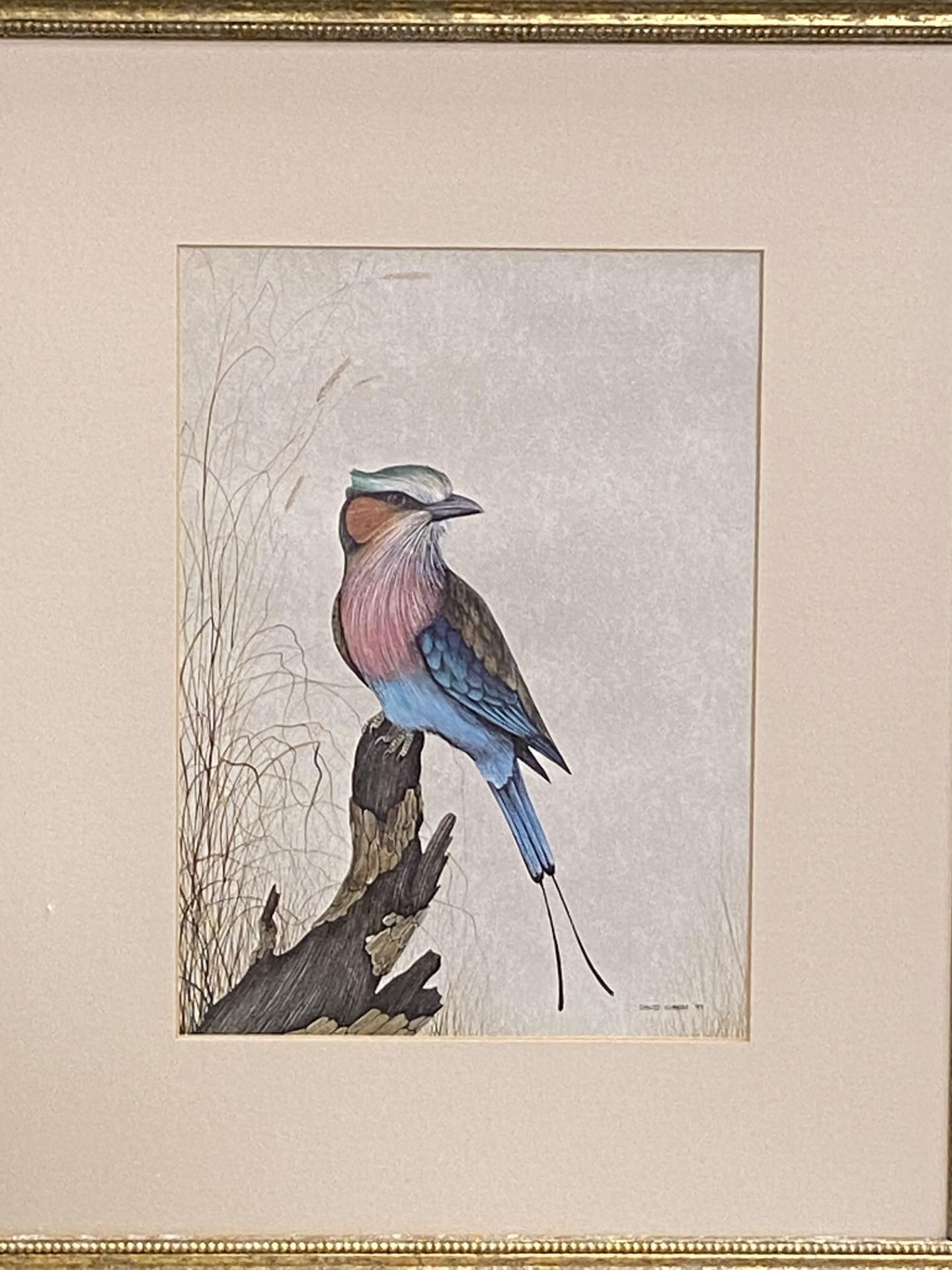 Three prints of exotic birds - Image 3 of 4