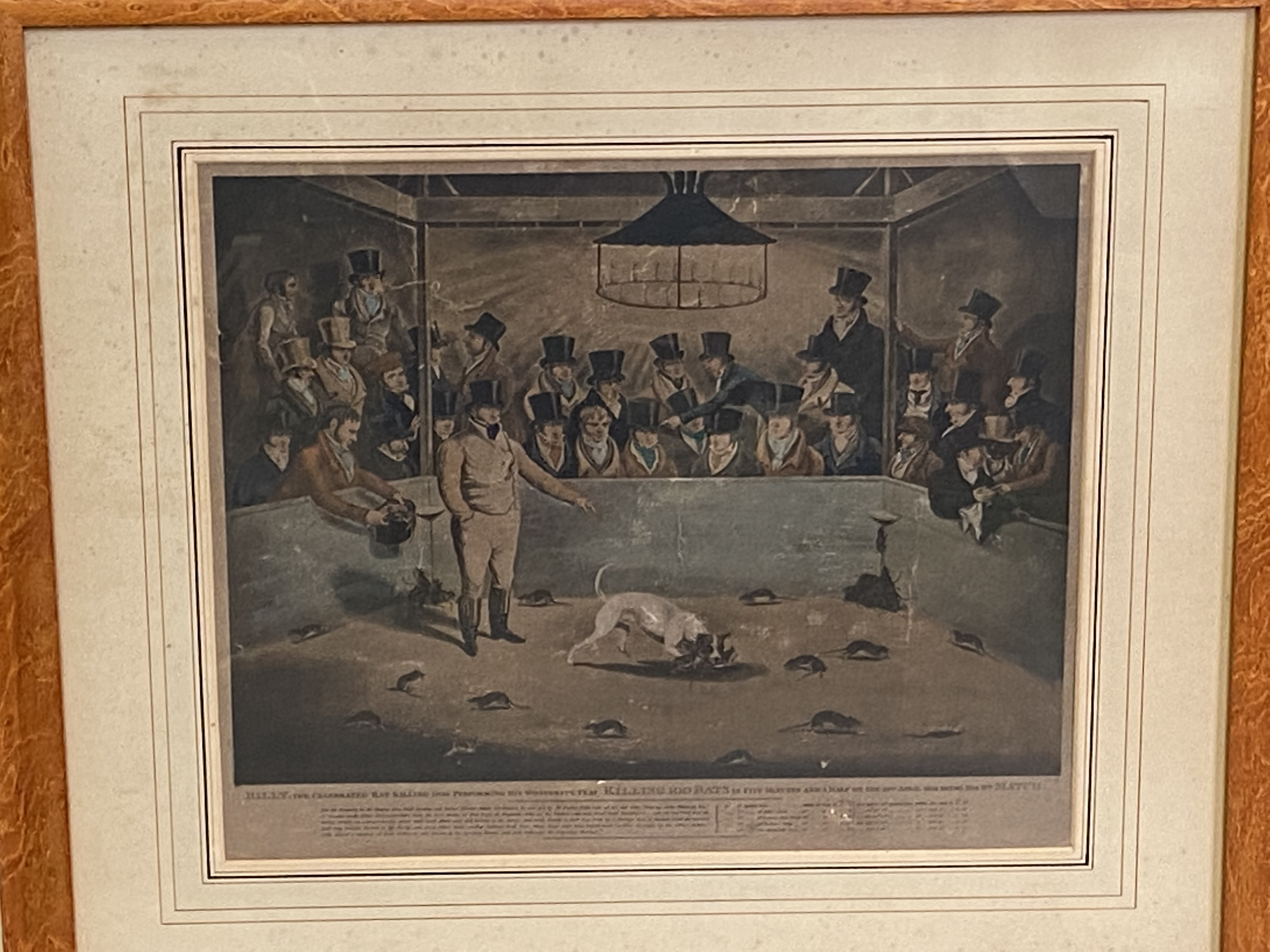 Framed and glazed print of Billy the rat killing dog - Image 3 of 4