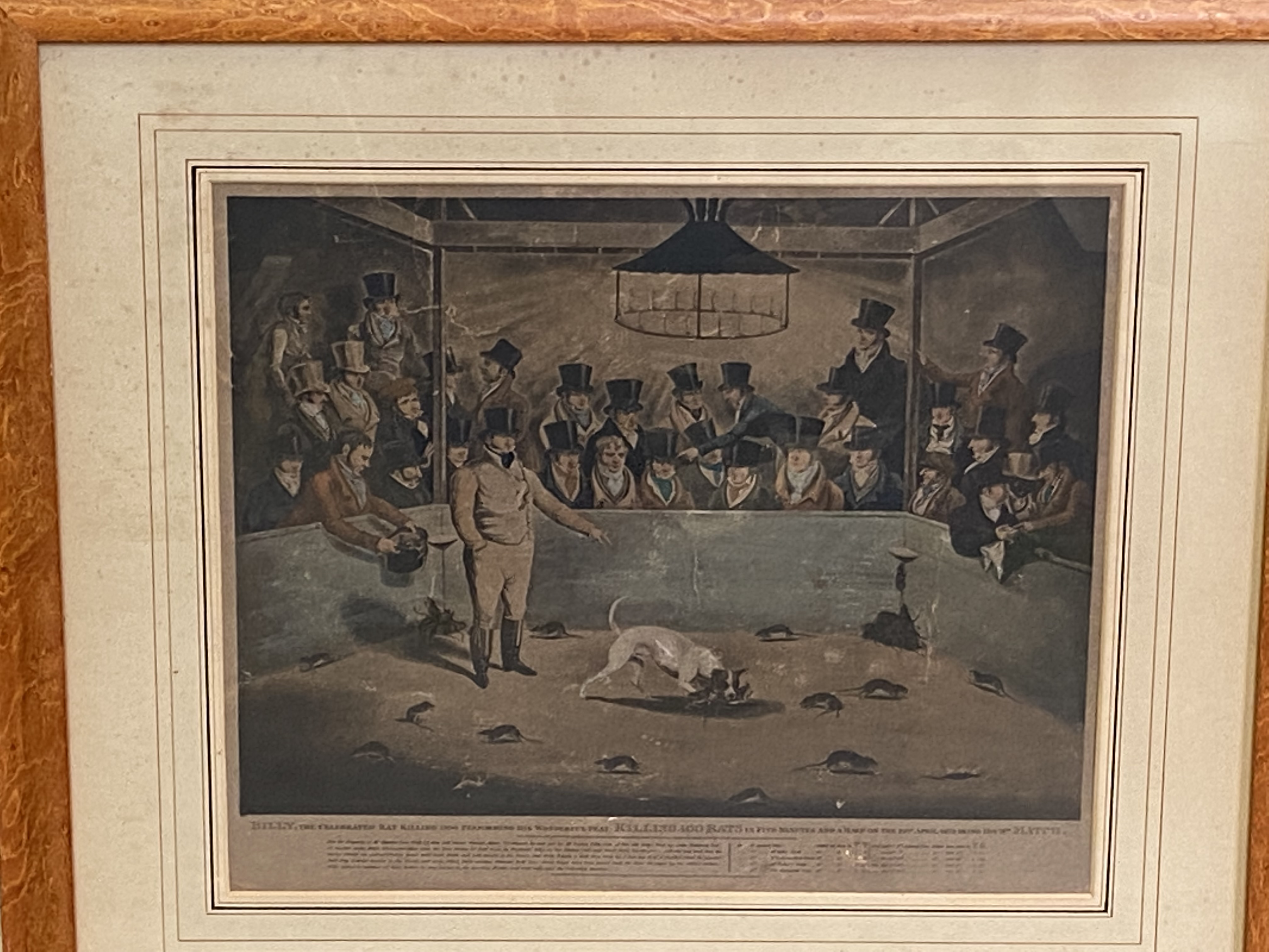 Framed and glazed print of Billy the rat killing dog - Image 2 of 4