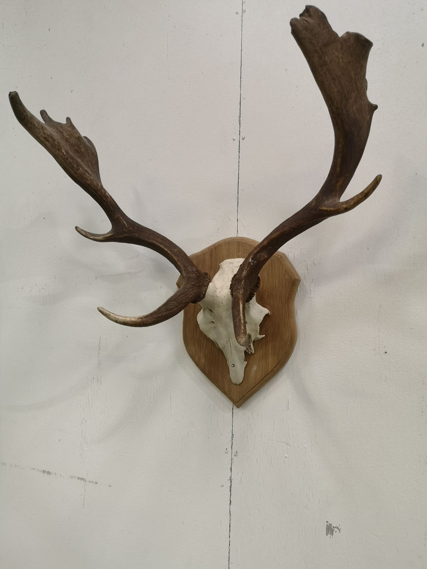 Wall mounted set of deer antlers - Image 4 of 5