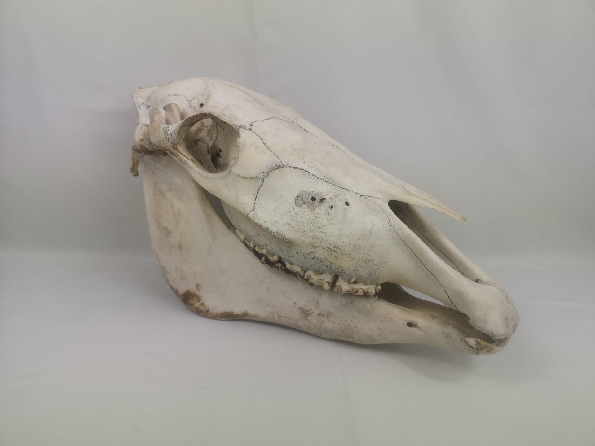 Horse skull - Image 4 of 5