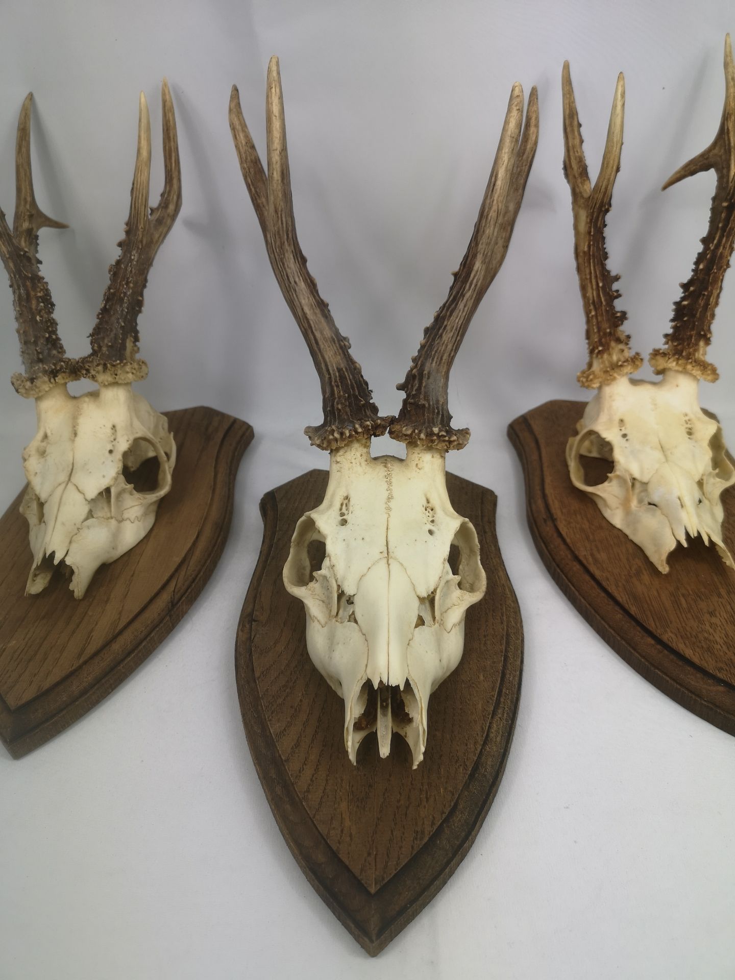 Three sets of oak mounted antlers - Image 4 of 5