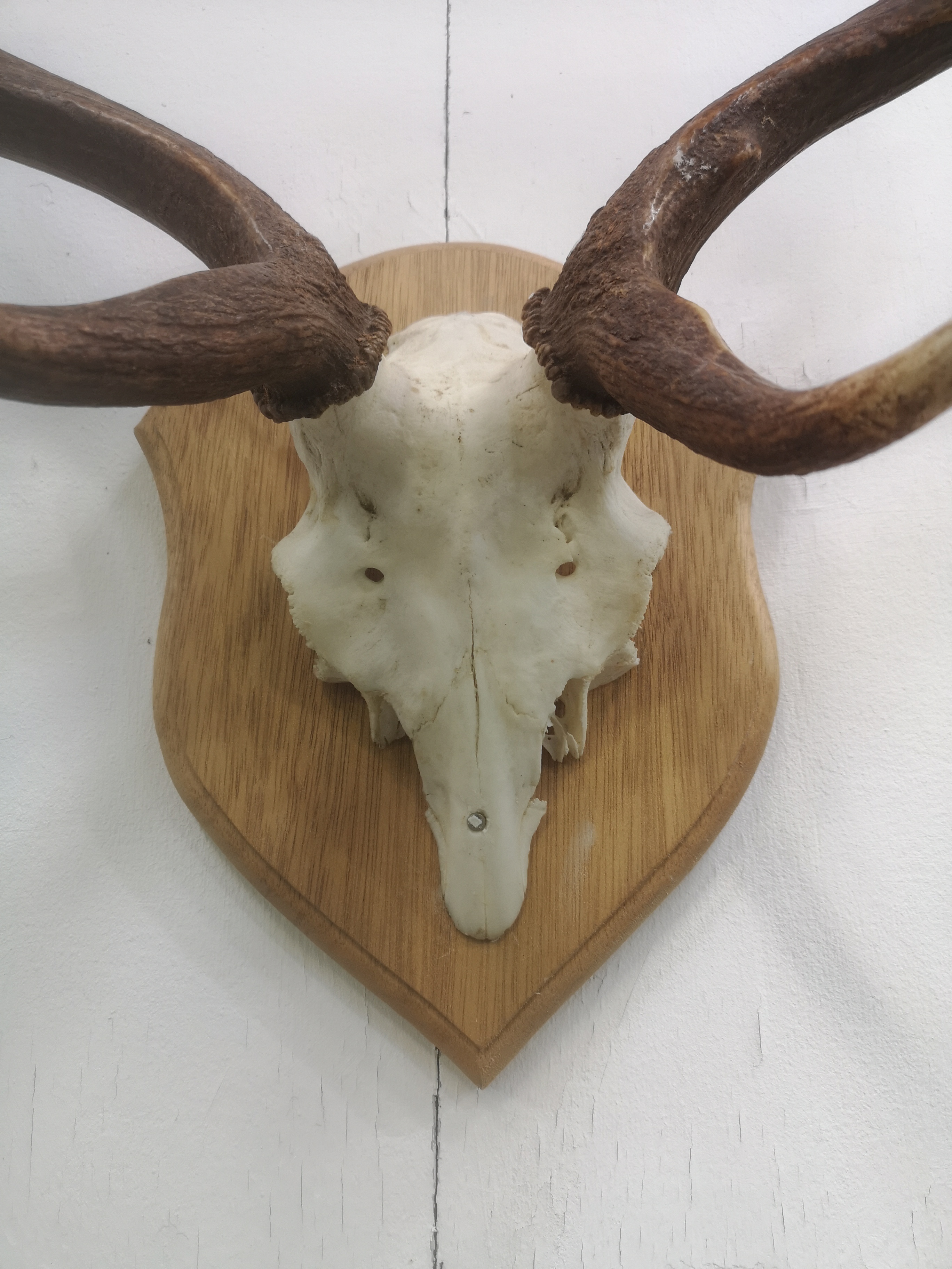 Wall mounted set of deer antlers - Image 3 of 5
