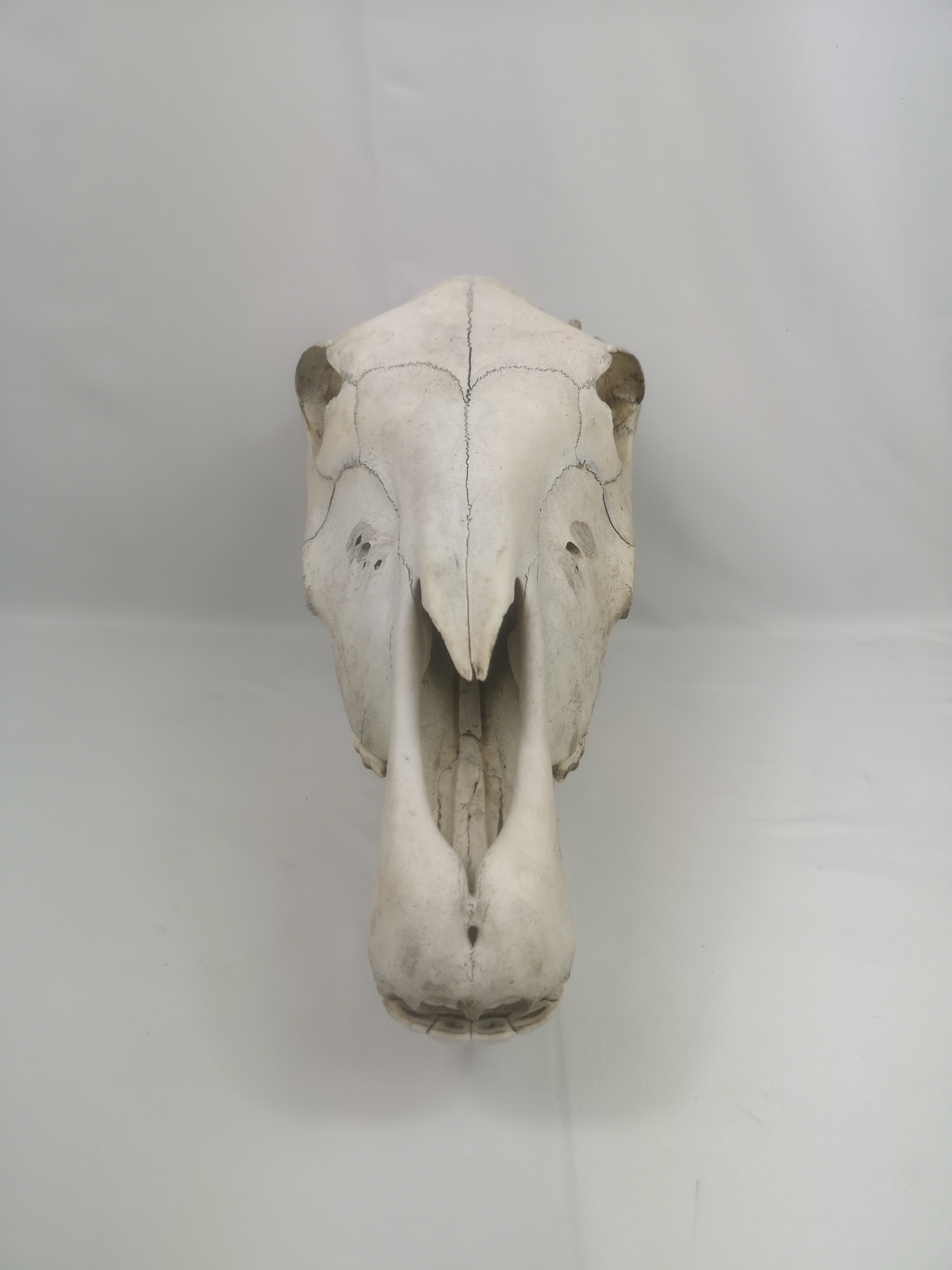 Horse skull - Image 5 of 5