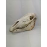 Horse skull