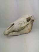 Horse skull