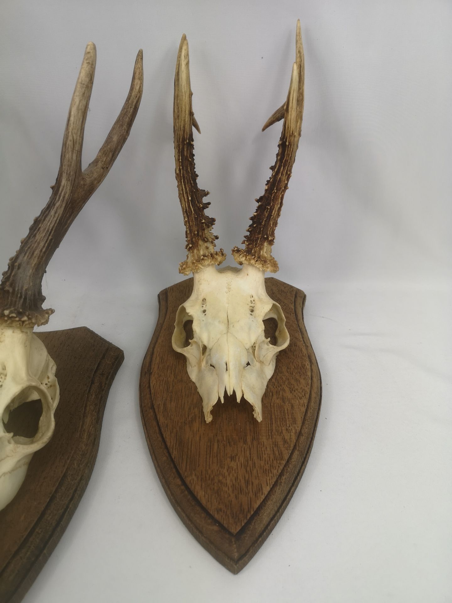Three sets of oak mounted antlers - Image 5 of 5