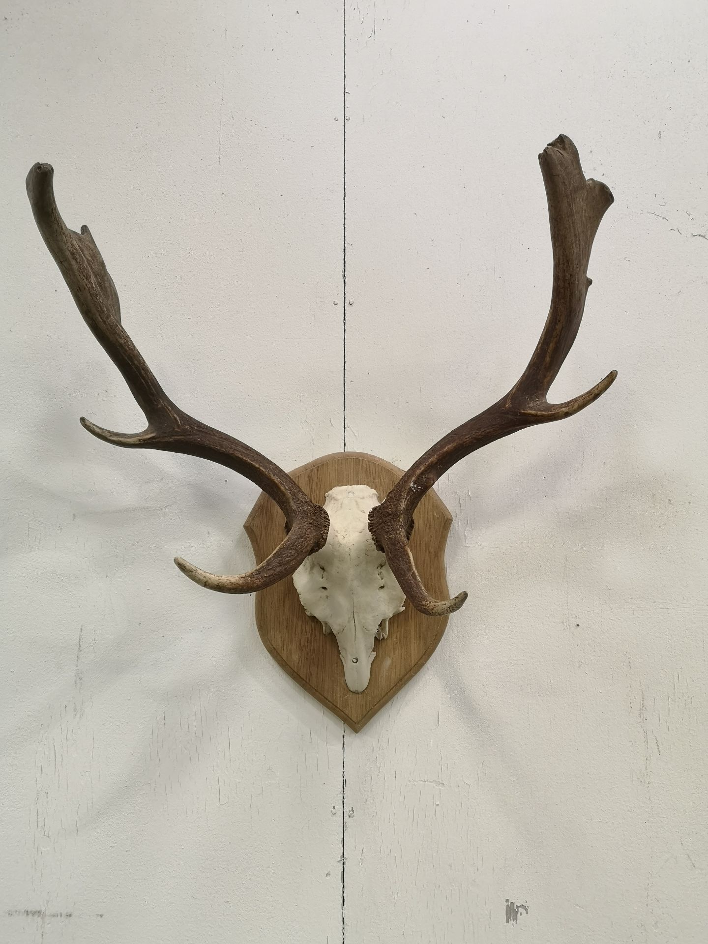 Wall mounted set of deer antlers