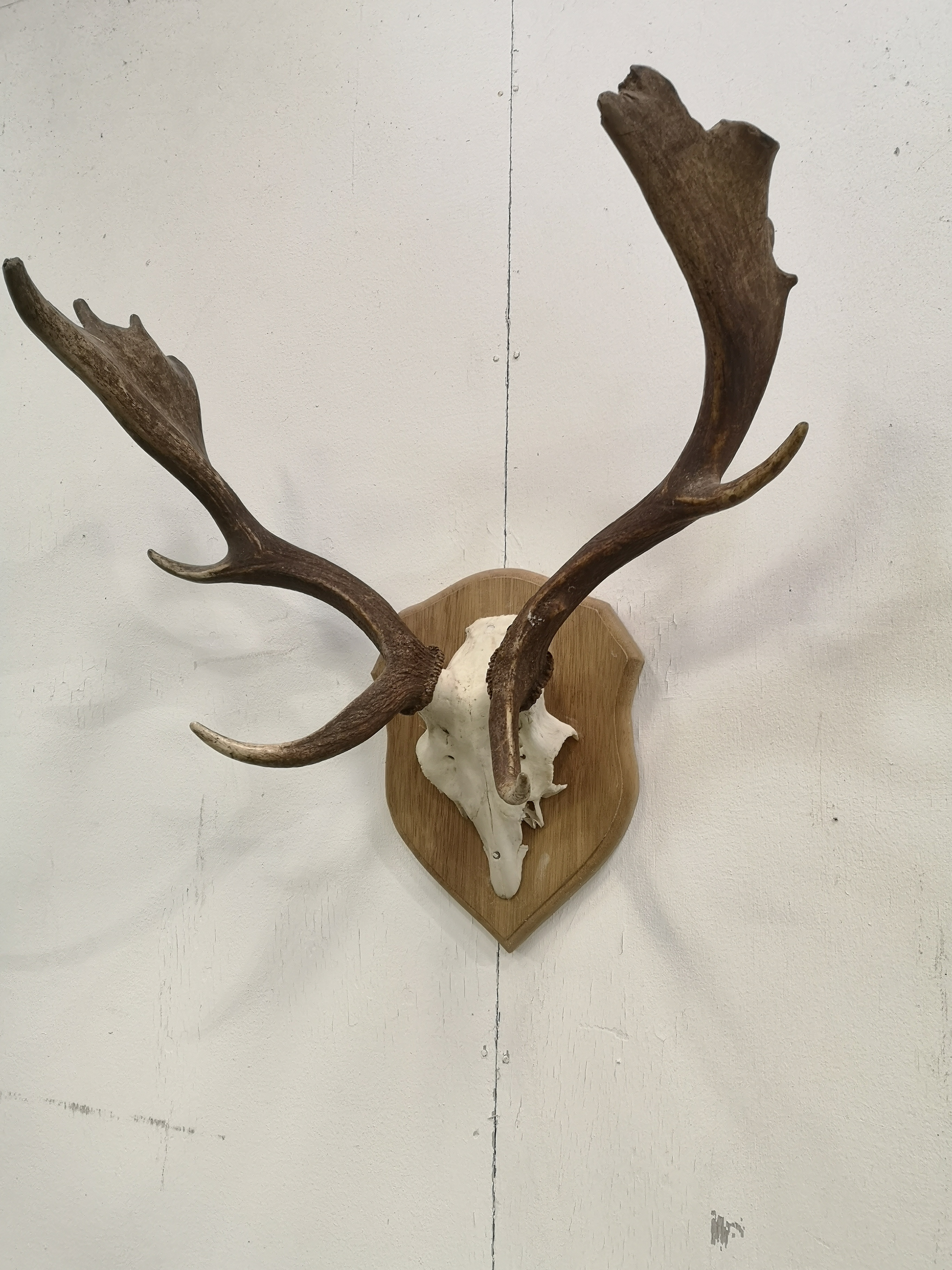 Wall mounted set of deer antlers - Image 5 of 5